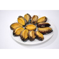 Frozen Abalone with Shell (12pcs)